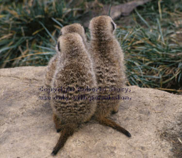 14-week-old meerkat kits