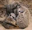 meerkats