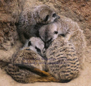 adult meerkats