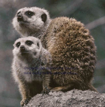 meerkat adult and 17-week-old kit