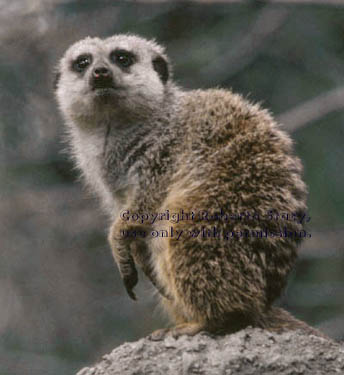 meerkat adult