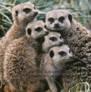 meerkat adults and 17-week-old kits