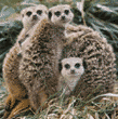 meerkats