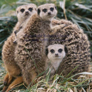 meerkat adults and 17-week-old kits