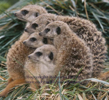 meerkat adults and 17-week-old kits