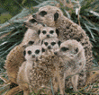 meerkats