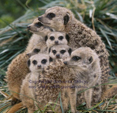 meerkat adults and 17-week-old kits