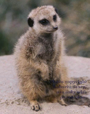 17-week-old meerkat kit