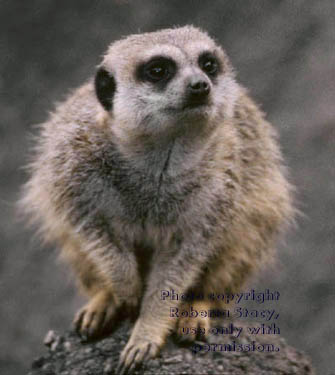 meerkat adult