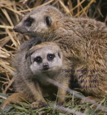 17-week-old meerkat kits