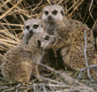 meerkats