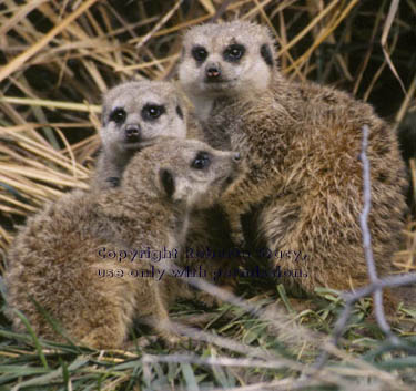 meerkat adult with17-week-old kits