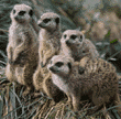 meerkats