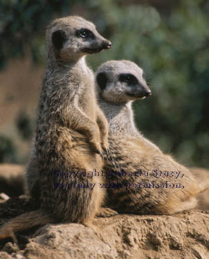 meerkat adults