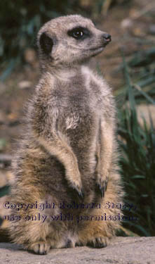 meerkat juvenile