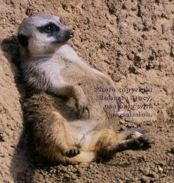 meerkat adult