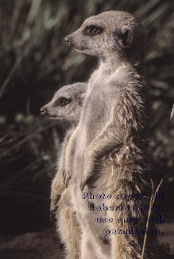 meerkat juvenile with adult