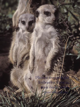 meerkat juvenile with adult