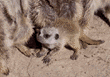 meerkats