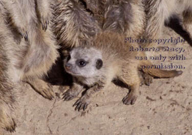 meerkat kit with adults