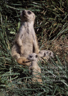 meerkat adult with kits