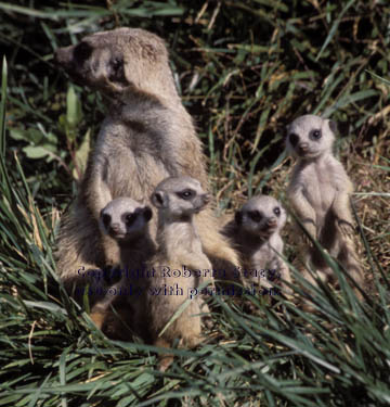 meerkat adult with kits