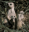 meerkats