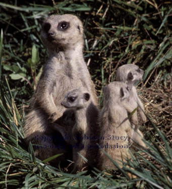 meerkat adult with kits