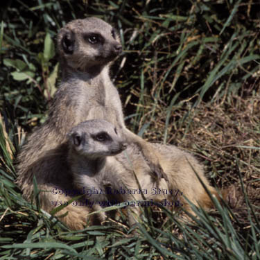 meerkat adult with juvenile