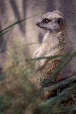 meerkat juvenile