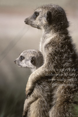 young meerkat with adult