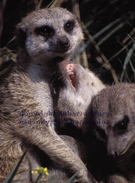 meerkats