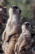 meerkats