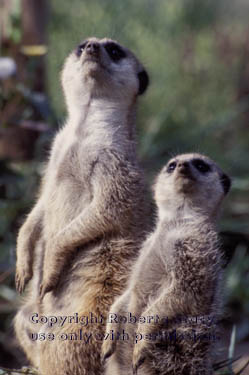 meerkat adult with juvenile