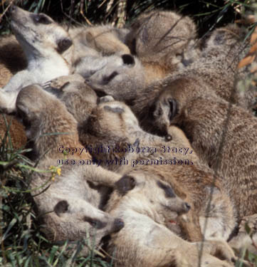 meerkats asleep