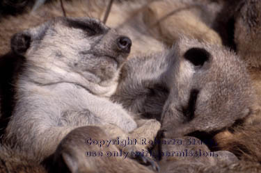 meerkats asleep