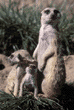 meerkats