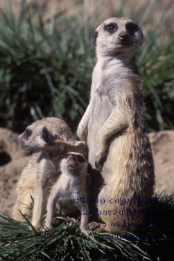 meerkat adults and kit