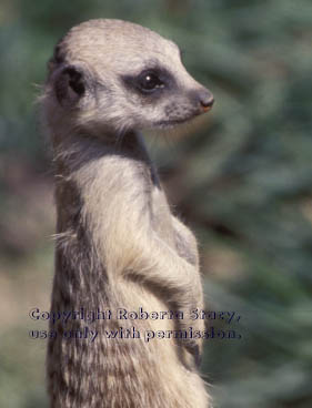 meerkat kit