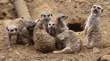 meerkats