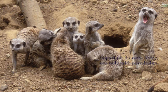 meerkats