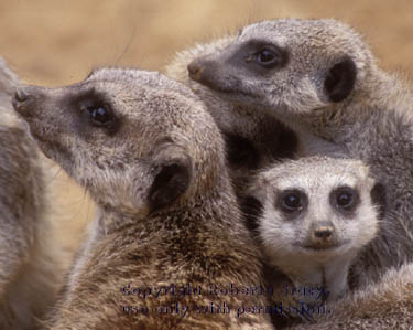 meerkats