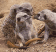 meerkats