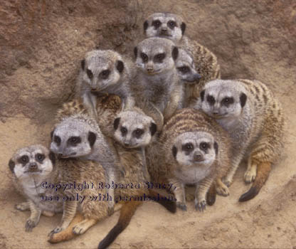 meerkats