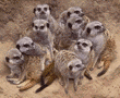 meerkats