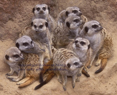 meerkats