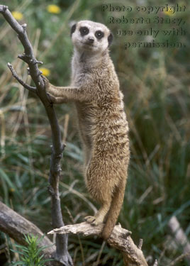 meerkat