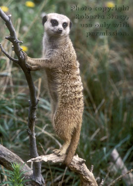 meerkat