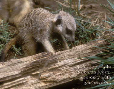 meerkat