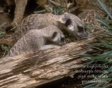 meerkats